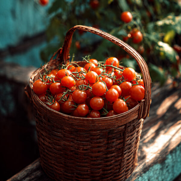 a-basket-full-of-cherry-tomatoes